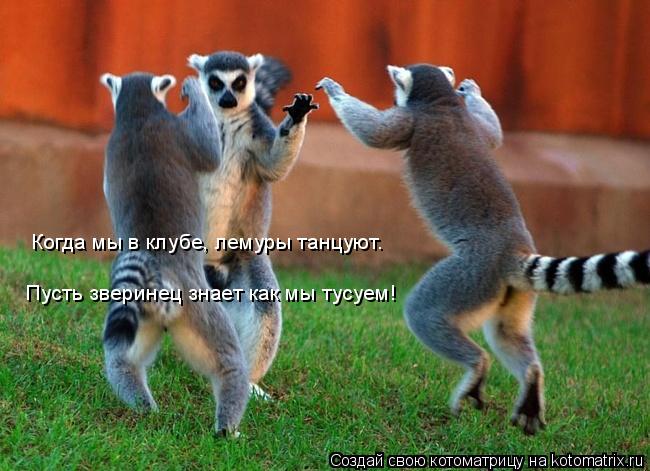 Котоматрица: Когда мы в клубе, лемуры танцуют. Пусть зверинец знает как мы тусуем!