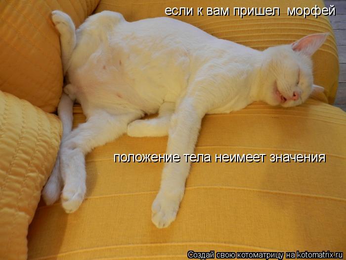 Котоматрица: если к вам пришел  морфей положение тела неимеет значения