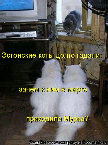 Эстонские коты долго гадали: зачем к ним в марте приходила Мурка?... Котоматрица: Эстонские коты долго гадали: зачем к ним в марте приходила Мурка?