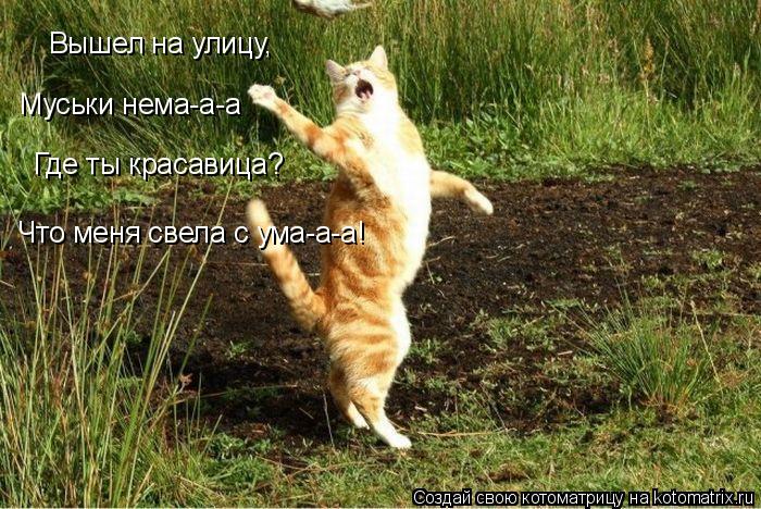 Котоматрица: Вышел на улицу, Муськи нема-а-а Где ты красавица? Что меня свела с ума-а-а!