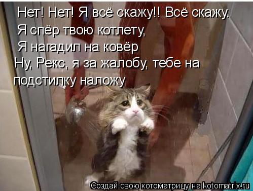 Котоматрица: Нет! Нет! Я всё скажу!! Всё скажу. Я спёр твою котлету, Я нагадил на ковёр Ну, Рекс, я за жалобу, тебе на подстилку наложу