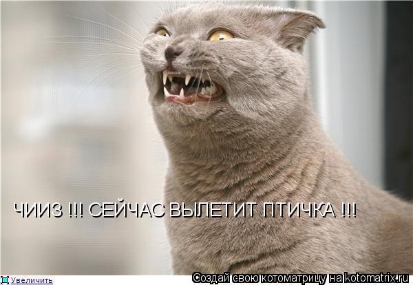Котоматрица: ЧИИЗ !!! СЕЙЧАС ВЫЛЕТИТ ПТИЧКА !!!