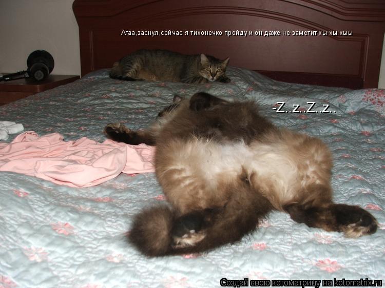 Котоматрица: -Z..z..Z..z.. Агаа,заснул,сейчас я тихонечко пройду и он даже не заметит,хы хы хыы