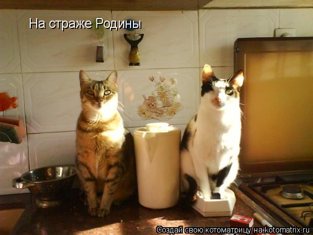 Котоматрица: На страже Родины