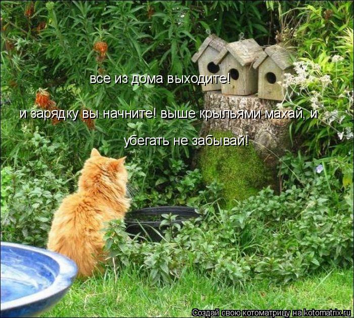 Котоматрица: все из дома выходите! и зарядку вы начните! выше крыльями махай, и  убегать не забывай!