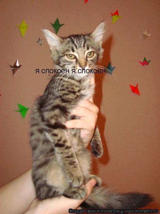 Котоматрица: я спокоен я спокоен....