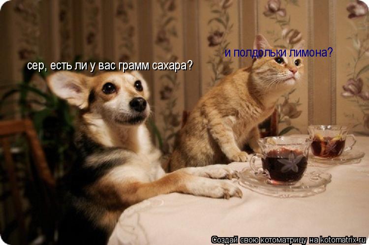 Котоматрица: сер, есть ли у вас грамм сахара? и полдольки лимона?