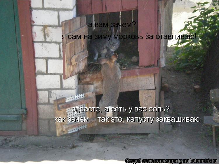 Котоматрица: здрасте, а есть у вас соль? а вам зачем? я сам на зиму морковь заготавливаю!   как зачем... так это, капусту заквашиваю