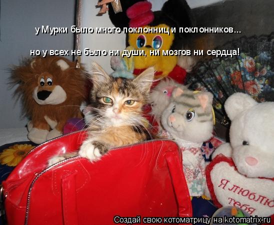 Котоматрица: у Мурки было много поклонниц и поклонников...  но у всех не было ни души, ни мозгов ни сердца!
