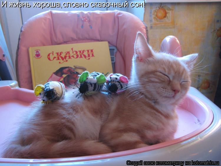 Котоматрица: И жизнь хороша,словно сказочный сон!