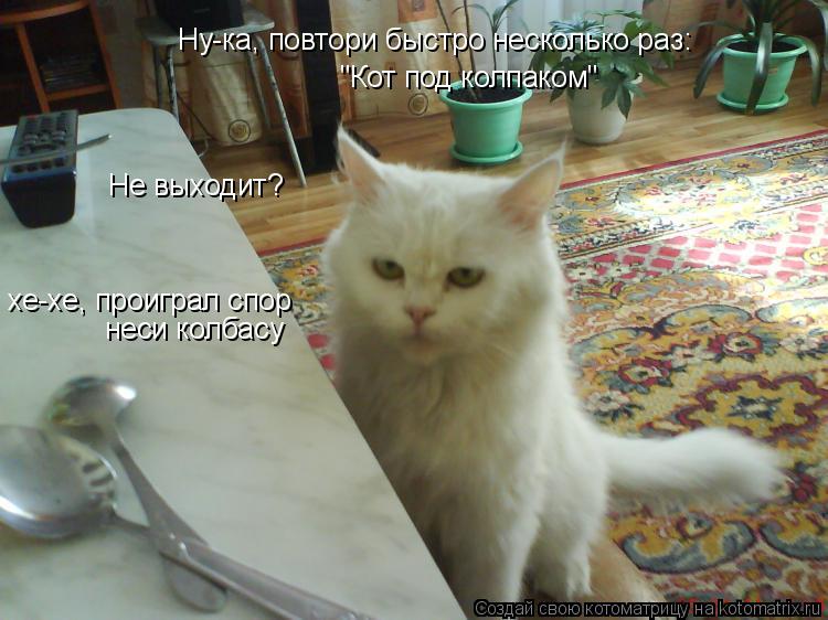 Котоматрица: "Кот под колпаком" Не выходит? Ну-ка, повтори быстро несколько раз: хе-хе, проиграл спор неси колбасу