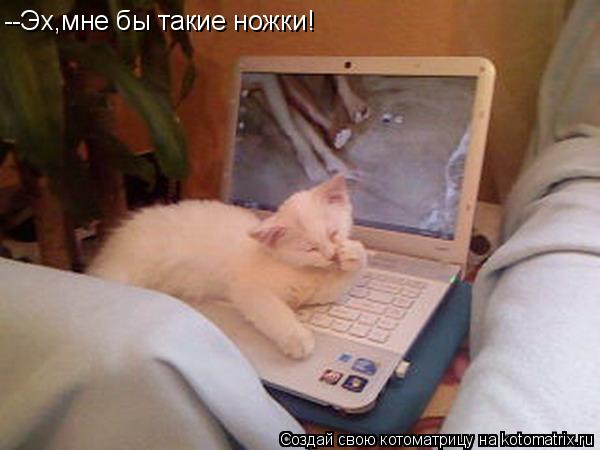 --Эх,мне бы такие ножки!... Котоматрица: --Эх,мне бы такие ножки!