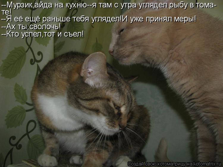Котоматрица: --Мурзик,айда на кухню--я там с утра углядел рыбу в тома- те! --Я её ещё раньше тебя углядел!И уже принял меры! --Ах ты,сволочь! --Кто успел,тот и съ