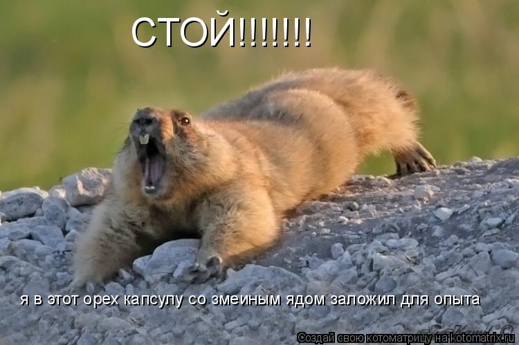 СТОЙ!!!!!!! я в этот орех капсулу со змеиным ядом заложил для опыта... Котоматрица: СТОЙ!!!!!!! я в этот орех капсулу со змеиным ядом заложил для опыта