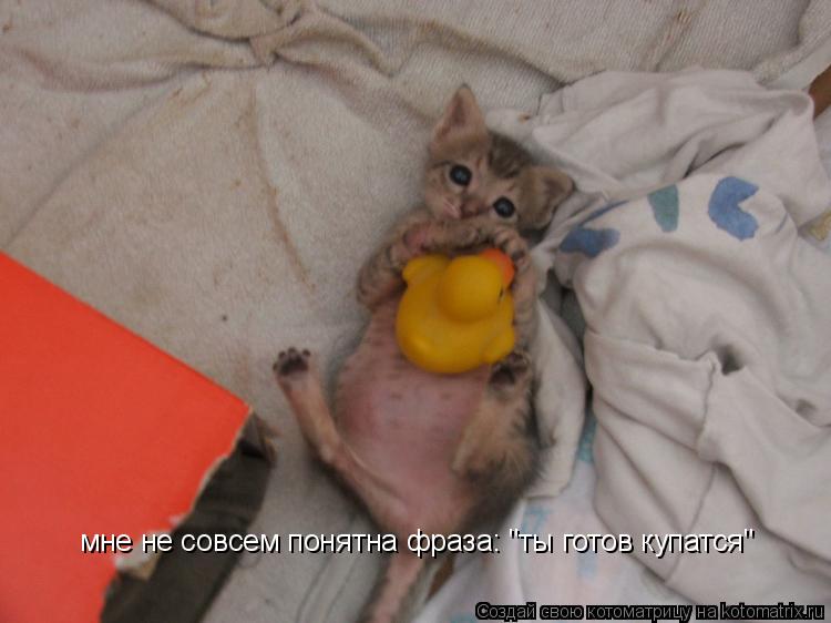 мне не совсем понятна фраза: "ты готов купатся"... Котоматрица: мне не совсем понятна фраза: "ты готов купатся"