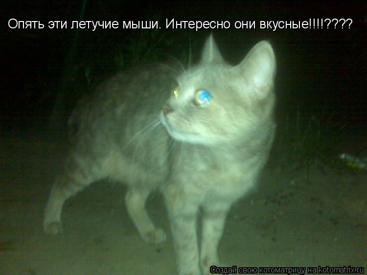 Опять эти летучие мыши. Интересно они вкусные!!!!????... Котоматрица: Опять эти летучие мыши. Интересно они вкусные!!!!????