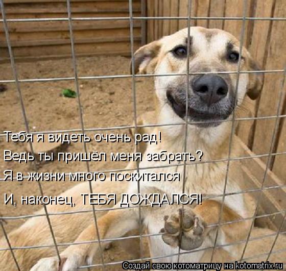Тебя я видеть очень рад! Ведь ты пришёл меня забрать? Я в жизни много поскитался И, наконец, ТЕБЯ ДОЖ... Котоматрица: Тебя я видеть очень рад! Ведь ты пришёл меня забрать? Я в жизни много поскитался И, наконец, ТЕБЯ ДОЖДАЛСЯ!