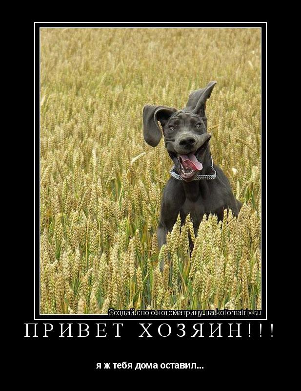 Котоматрица: ПРИВЕТ ХОЗЯИН!!! я ж тебя дома оставил...