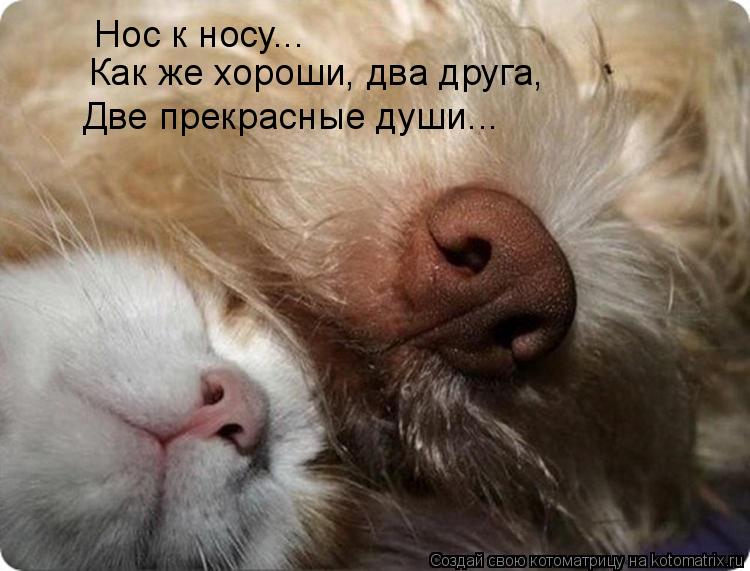 Нос к носу... Как же хороши, два друга, Две прекрасные души...... Котоматрица: Нос к носу... Как же хороши, два друга, Две прекрасные души...