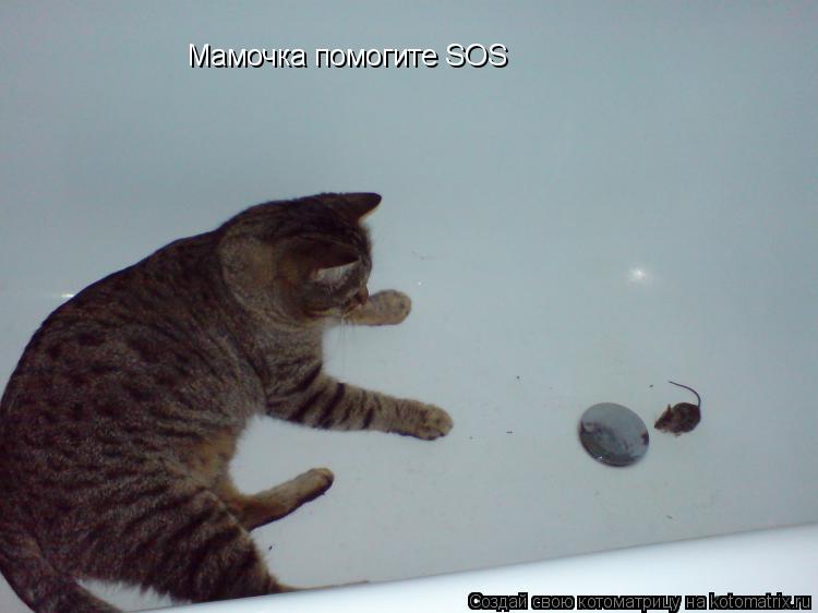 Мамочка помогите SOS... Котоматрица: Мамочка помогите SOS
