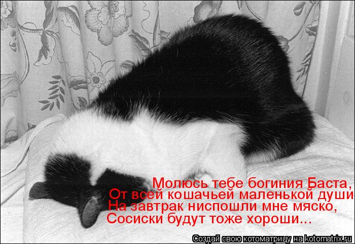 Молюсь тебе богиния Баста, От всей кошачьей маленькой души. На завтрак ниспошли мне мяско, Сосиски бу... Котоматрица: Молюсь тебе богиния Баста, От всей кошачьей маленькой души. На завтрак ниспошли мне мяско, Сосиски будут тоже хороши...