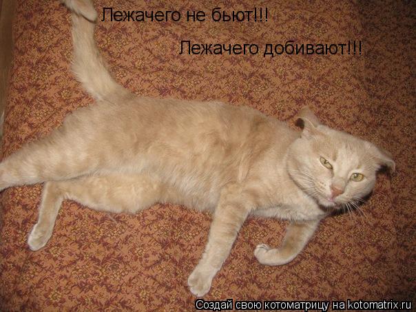 Лежачего не бьют!!! Лежачего добивают!!!... Котоматрица: Лежачего не бьют!!! Лежачего добивают!!!