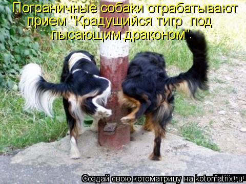 Пограничные собаки отрабатывают прием "Крадущийся тигр под пысающим драконом" .... Котоматрица: Пограничные собаки отрабатывают прием "Крадущийся тигр под пысающим драконом" .