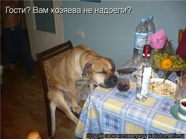 Гости? Вам хозяева не надоели?... Котоматрица: Гости? Вам хозяева не надоели?