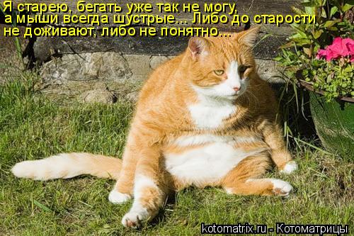 Я старею, бегать уже так не могу, а мыши всегда шустрые... Либо до старости не доживают, либо не пон... Котоматрица: Я старею, бегать уже так не могу, а мыши всегда шустрые... Либо до старости не доживают, либо не понятно...