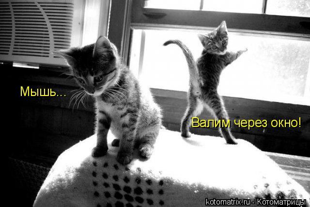 Мышь... Валим через окно!... Котоматрица: Мышь... Валим через окно!