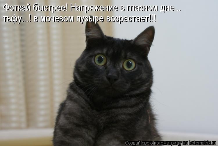 Фоткай быстрее! Напряжение в глазном дне... тьфу...! в мочевом пузыре возрастает!!!... Котоматрица: Фоткай быстрее! Напряжение в глазном дне... тьфу...! в мочевом пузыре возрастает!!!