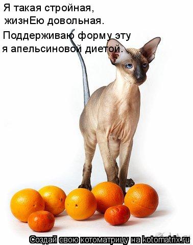 Я такая стройная, жизнЕю довольная. Поддерживаю форму эту я апельсиновой диетой.... Котоматрица: Я такая стройная, жизнЕю довольная. Поддерживаю форму эту я апельсиновой диетой.