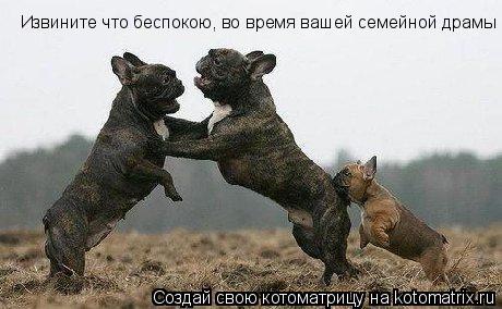 Котоматрица: Извините что беспокою, во время вашей семейной драмы