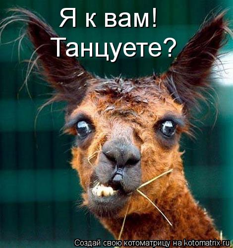 Котоматрица: Я к вам! Танцуете?
