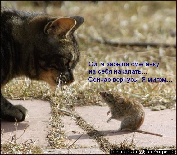 Сейчас вернусь! Я мигом... на себя накапать... Ой, я забыла сметанку... Котоматрица: Сейчас вернусь! Я мигом... на себя накапать... Ой, я забыла сметанку
