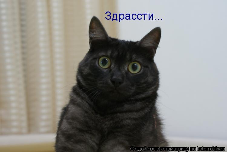 Здрассти...... Котоматрица: Здрассти...