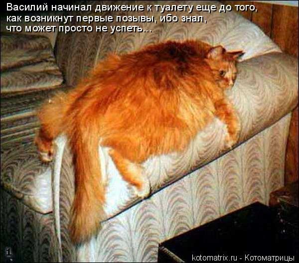 Котоматрица: Василий начинал движение к туалету еще до того,  как возникнут первые позывы, ибо знал, что может просто не успеть...