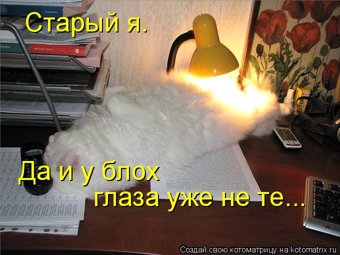 Старый я. Да и у блох глаза уже не те...... Котоматрица: Старый я. Да и у блох глаза уже не те...