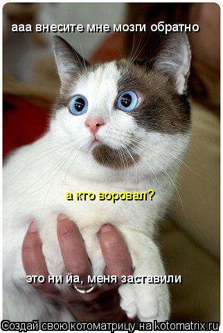 Котоматрица: ааа внесите мне мозги обратно а кто воровал? это ни йа, меня заставили