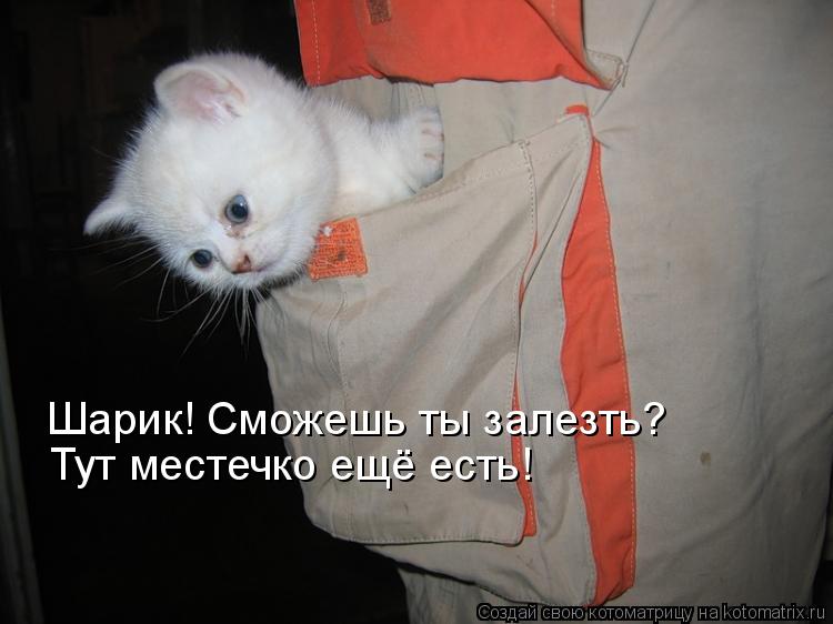 Шарик! Сможешь ты залезть? Тут местечко ещё есть!... Котоматрица: Шарик! Сможешь ты залезть? Тут местечко ещё есть!