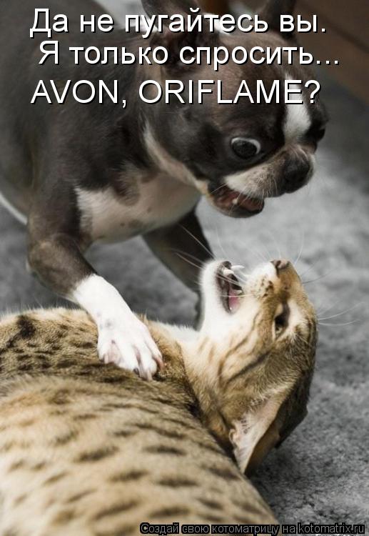 Да не пугайтесь вы. Я только спросить... AVON, ORIFLAME?... Котоматрица: Да не пугайтесь вы. Я только спросить... AVON, ORIFLAME?