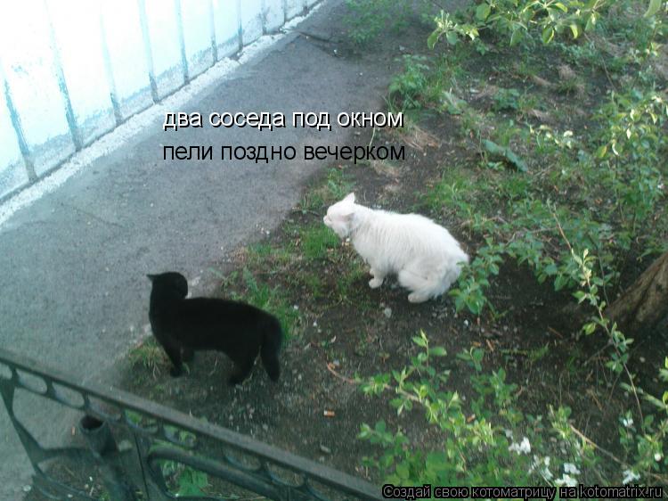 два соседа под окном пели поздно вечерком... Котоматрица: два соседа под окном пели поздно вечерком