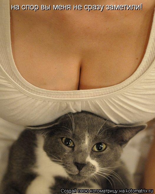 на спор вы меня не сразу заметили!... Котоматрица: на спор вы меня не сразу заметили!
