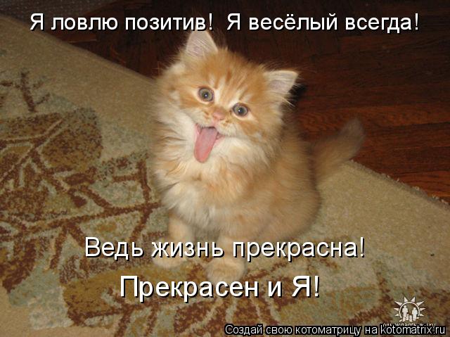 Я ловлю позитив! Я весёлый всегда! Ведь жизнь прекрасна! Прекрасен и Я!... Котоматрица: Я ловлю позитив! Я весёлый всегда! Ведь жизнь прекрасна! Прекрасен и Я!