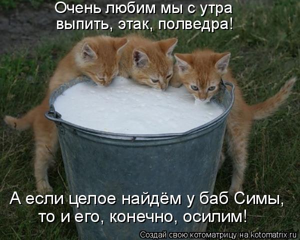Очень любим мы с утра выпить, этак, полведра! то и его, конечно, осилим! А если целое найдём у баб Си... Котоматрица: Очень любим мы с утра выпить, этак, полведра! то и его, конечно, осилим! А если целое найдём у баб Симы,