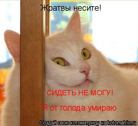 Жратвы несите! Я от голода умираю СИДЕТЬ НЕ МОГУ!... Котоматрица: Жратвы несите! Я от голода умираю СИДЕТЬ НЕ МОГУ!