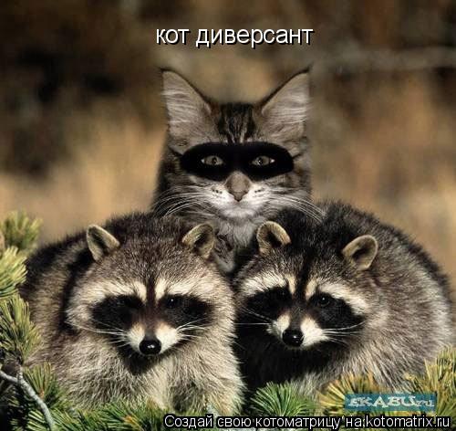 кот диверсант... Котоматрица: кот диверсант