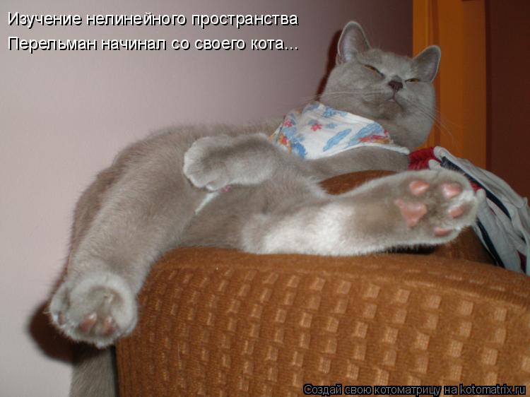 Изучение нелинейного пространства Перельман начинал со своего кота...... Котоматрица: Изучение нелинейного пространства Перельман начинал со своего кота...