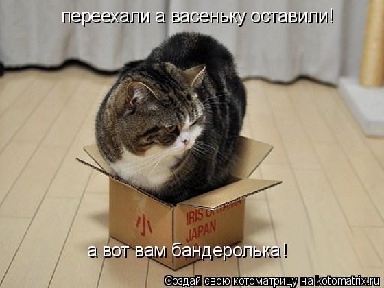 переехали а васеньку оставили! а вот вам бандеролька !... Котоматрица: переехали а васеньку оставили! а вот вам бандеролька !