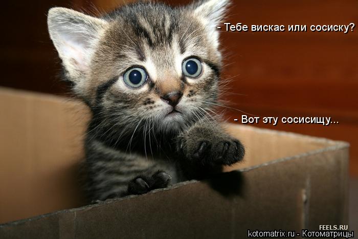 - Тебе вискас или сосиску? - Вот эту сосисищу...... Котоматрица: - Тебе вискас или сосиску? - Вот эту сосисищу...